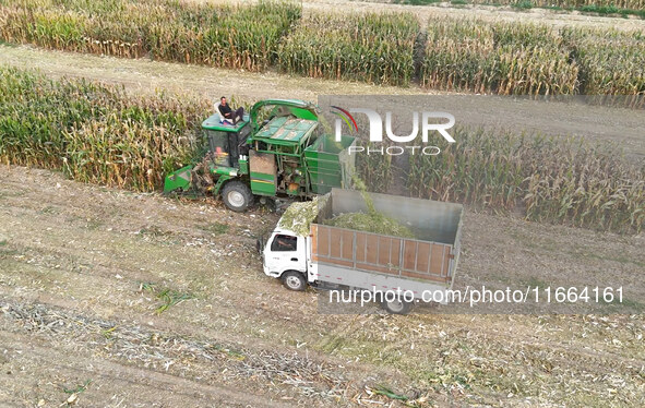 A farmer drives a machine to harvest corn in Binzhou, China, on October 14, 2024. 