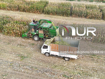 A farmer drives a machine to harvest corn in Binzhou, China, on October 14, 2024. (