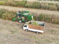 A farmer drives a machine to harvest corn in Binzhou, China, on October 14, 2024. (