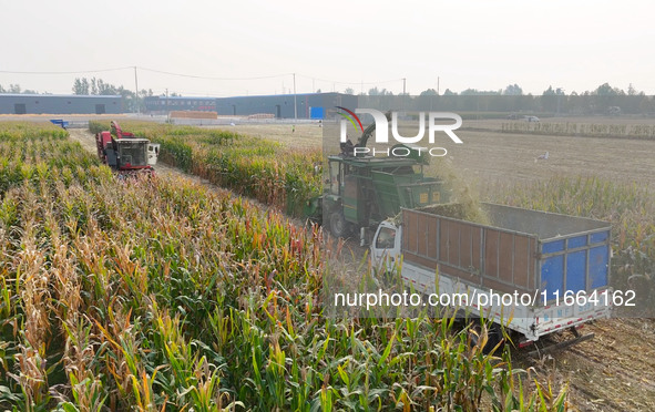 A farmer drives a machine to harvest corn in Binzhou, China, on October 14, 2024. 