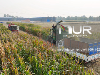 A farmer drives a machine to harvest corn in Binzhou, China, on October 14, 2024. (