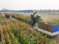 A farmer drives a machine to harvest corn in Binzhou, China, on October 14, 2024. (