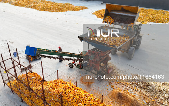 A farmer drives a machine to harvest corn in Binzhou, China, on October 14, 2024. 