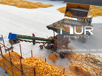 A farmer drives a machine to harvest corn in Binzhou, China, on October 14, 2024. (