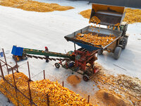 A farmer drives a machine to harvest corn in Binzhou, China, on October 14, 2024. (