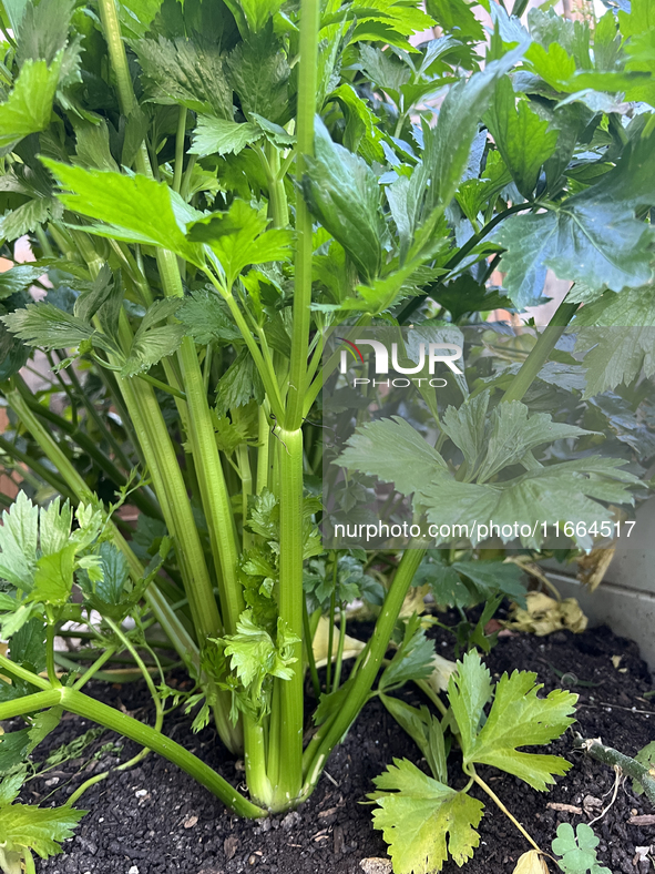 Celery grows in a vegetable garden in Toronto, Ontario, Canada, on October 12, 2024. 