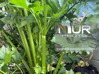 Celery grows in a vegetable garden in Toronto, Ontario, Canada, on October 12, 2024. (