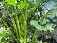 Celery grows in a vegetable garden in Toronto, Ontario, Canada, on October 12, 2024. (