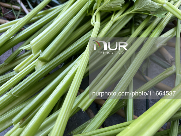 Celery is harvested from a vegetable garden in Toronto, Ontario, Canada, on October 12, 2024. 