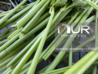 Celery is harvested from a vegetable garden in Toronto, Ontario, Canada, on October 12, 2024. (