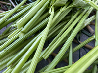 Celery is harvested from a vegetable garden in Toronto, Ontario, Canada, on October 12, 2024. (