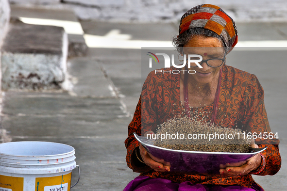 A woman winnows grain in Sainji Village (Corn Village) in Mussoorie, Uttarakhand, India, on April 18, 2024. This village is known for the bu...