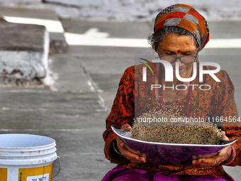 A woman winnows grain in Sainji Village (Corn Village) in Mussoorie, Uttarakhand, India, on April 18, 2024. This village is known for the bu...