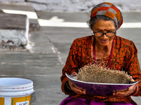 A woman winnows grain in Sainji Village (Corn Village) in Mussoorie, Uttarakhand, India, on April 18, 2024. This village is known for the bu...