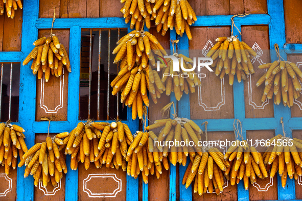 Corn hangs outside a home in Sainji Village (Corn Village) in Mussoorie, Uttarakhand, India, on April 18, 2024. This village is famous for t...