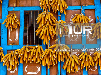 Corn hangs outside a home in Sainji Village (Corn Village) in Mussoorie, Uttarakhand, India, on April 18, 2024. This village is famous for t...