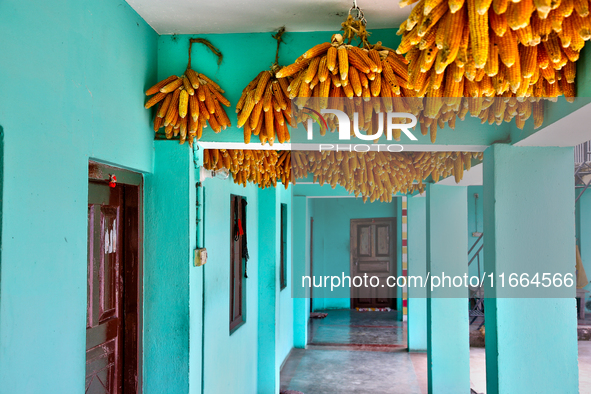 Corn hangs outside a home in Sainji Village (Corn Village) in Mussoorie, Uttarakhand, India, on April 18, 2024. This village is famous for t...