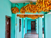 Corn hangs outside a home in Sainji Village (Corn Village) in Mussoorie, Uttarakhand, India, on April 18, 2024. This village is famous for t...