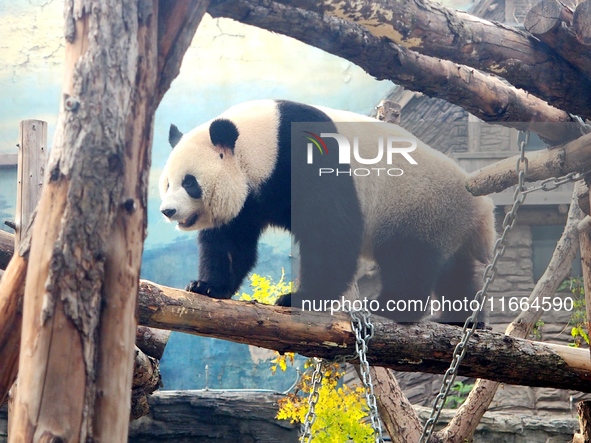 A giant panda climbs a tree at Beijing Zoo in Beijing, China, on October 14, 2024. 