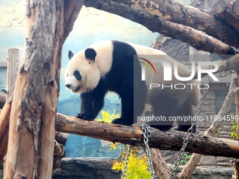 A giant panda climbs a tree at Beijing Zoo in Beijing, China, on October 14, 2024. (