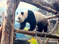 A giant panda climbs a tree at Beijing Zoo in Beijing, China, on October 14, 2024. (