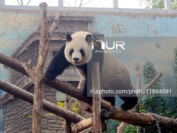 A giant panda climbs a tree at Beijing Zoo in Beijing, China, on October 14, 2024. 