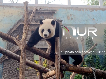 A giant panda climbs a tree at Beijing Zoo in Beijing, China, on October 14, 2024. (