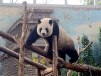 A giant panda climbs a tree at Beijing Zoo in Beijing, China, on October 14, 2024. (