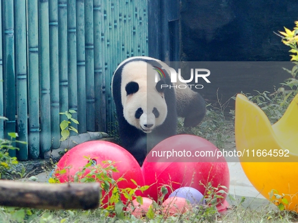 A giant panda plays at the Beijing Zoo in Beijing, China, on October 14, 2024. 