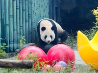 A giant panda plays at the Beijing Zoo in Beijing, China, on October 14, 2024. (