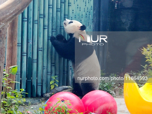 A giant panda plays at the Beijing Zoo in Beijing, China, on October 14, 2024. 