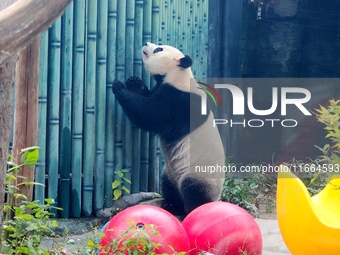 A giant panda plays at the Beijing Zoo in Beijing, China, on October 14, 2024. (