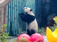 A giant panda plays at the Beijing Zoo in Beijing, China, on October 14, 2024. (