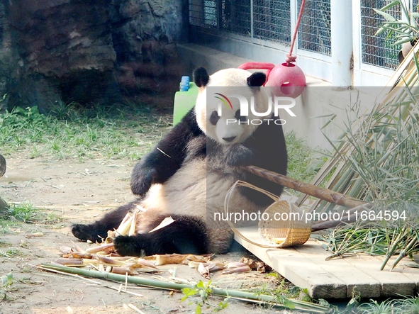 A giant panda eats at the Beijing Zoo in Beijing, China, on October 14, 2024. 