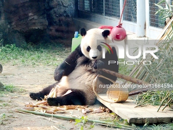 A giant panda eats at the Beijing Zoo in Beijing, China, on October 14, 2024. (