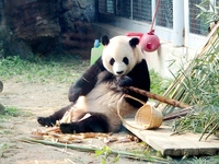 A giant panda eats at the Beijing Zoo in Beijing, China, on October 14, 2024. (