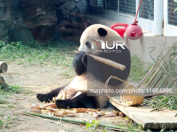 A giant panda eats at the Beijing Zoo in Beijing, China, on October 14, 2024. 