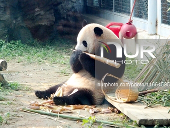 A giant panda eats at the Beijing Zoo in Beijing, China, on October 14, 2024. (