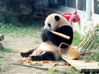 A giant panda eats at the Beijing Zoo in Beijing, China, on October 14, 2024. (