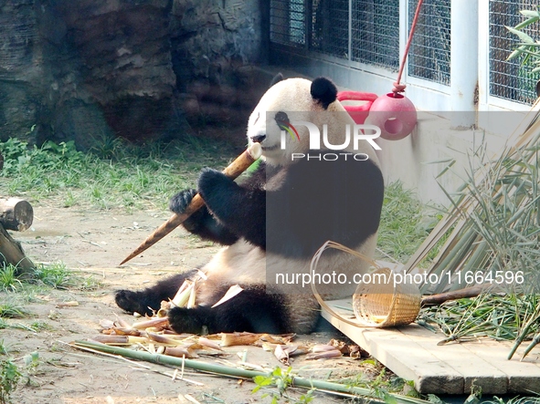 A giant panda eats at the Beijing Zoo in Beijing, China, on October 14, 2024. 