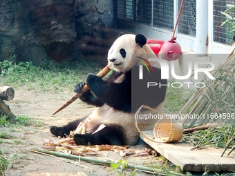 A giant panda eats at the Beijing Zoo in Beijing, China, on October 14, 2024. (