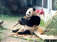 A giant panda eats at the Beijing Zoo in Beijing, China, on October 14, 2024. (