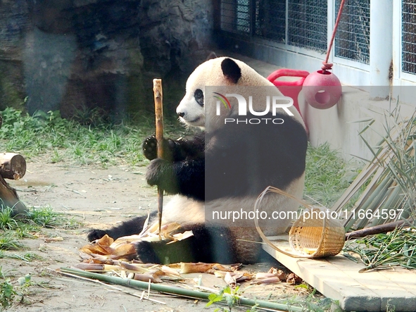 A giant panda eats at the Beijing Zoo in Beijing, China, on October 14, 2024. 