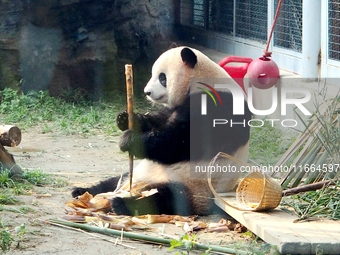 A giant panda eats at the Beijing Zoo in Beijing, China, on October 14, 2024. (