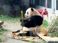 A giant panda eats at the Beijing Zoo in Beijing, China, on October 14, 2024. (