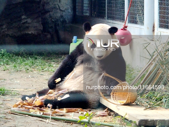 A giant panda eats at the Beijing Zoo in Beijing, China, on October 14, 2024. 