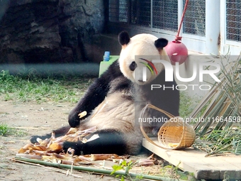 A giant panda eats at the Beijing Zoo in Beijing, China, on October 14, 2024. (