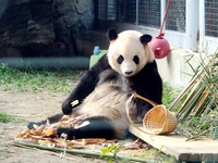 A giant panda eats at the Beijing Zoo in Beijing, China, on October 14, 2024. (