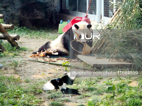 A giant panda eats at the Beijing Zoo in Beijing, China, on October 14, 2024. 