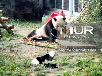 A giant panda eats at the Beijing Zoo in Beijing, China, on October 14, 2024. (